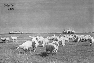 Of het iets met de internationale ontwikkelingen te maken heeft? In elk geval liggen vele maanden zes enorme (voormalige) Griekse vrachtschepen op het Sloe. Op de voorgrond de schaapskudde van het Hof de Oranjepolder op de schorren aan het Sloe.