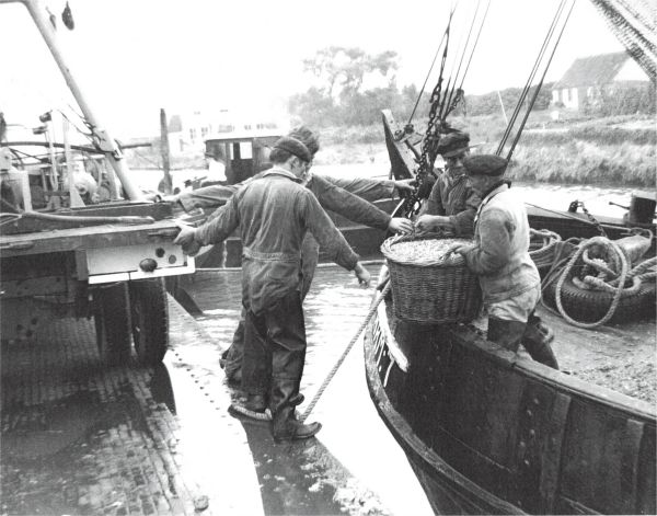 In 1955 is de garnalenvisserij buitengewoon voorspoedig. (Uit collectie Jhr W.L. den Beer Poortugael. Veere).