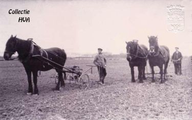 Een prachtige foto ter herinnering aan de vroegere landlieden rondom Arnemuiden. Zij bewerkten het land met de ouderwetse ploeg en eg, getrokken door de Zeeuwse trekpaarden.